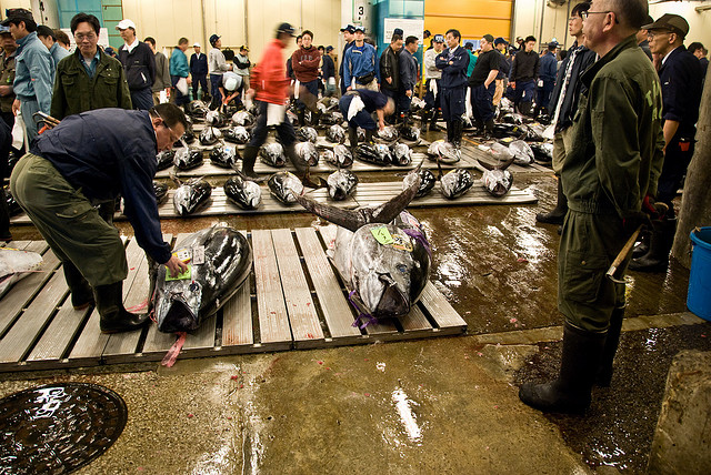 Tsukiji Fish Market Tokyo Japan